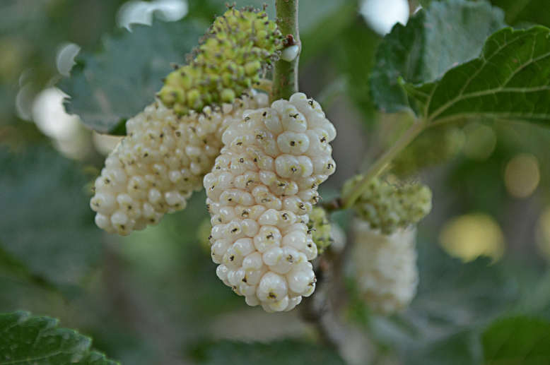 white mulberry fruit.png