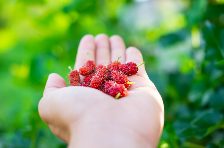 red mulberry